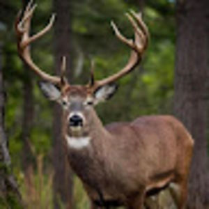 Meet your Posher, Maged